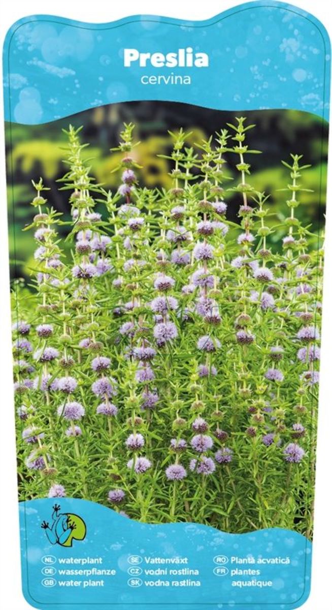 Sumpplante Mentha cervina til hagedam
