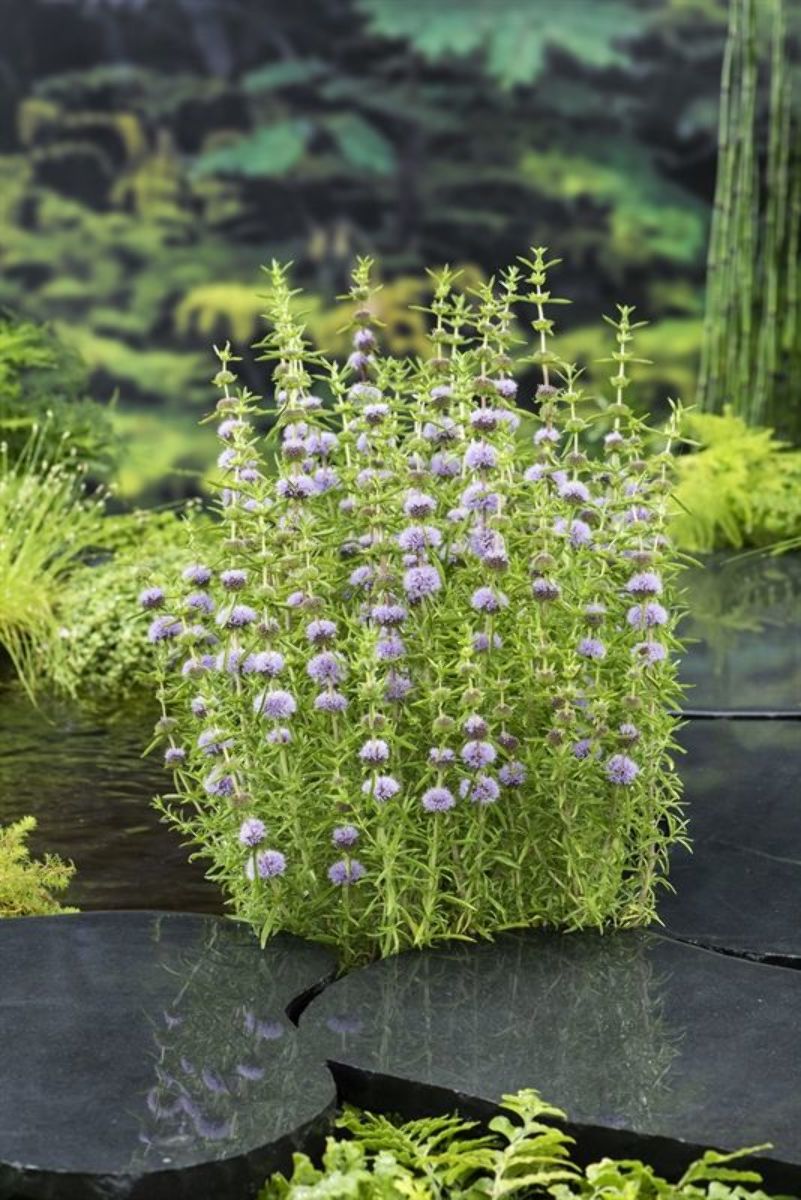 Sumpplante Mentha cervina til hagedam