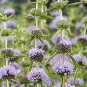 Sumpplante Mentha cervina til hagedam