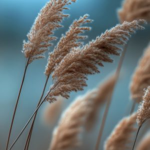 Sumpplante Phragmites australis til hagedam