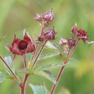 Sumpplante Potentilla palustris til hagedam