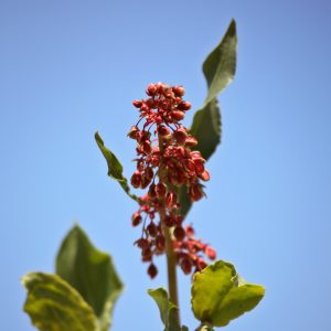 Sumpplante Rumex sauvignea til hagedam