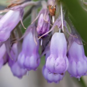 Sumpplante Symphytum officinale til hagedam