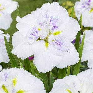 Sumpplante Iris ensata Dinner Plate Cupcake til hagedam