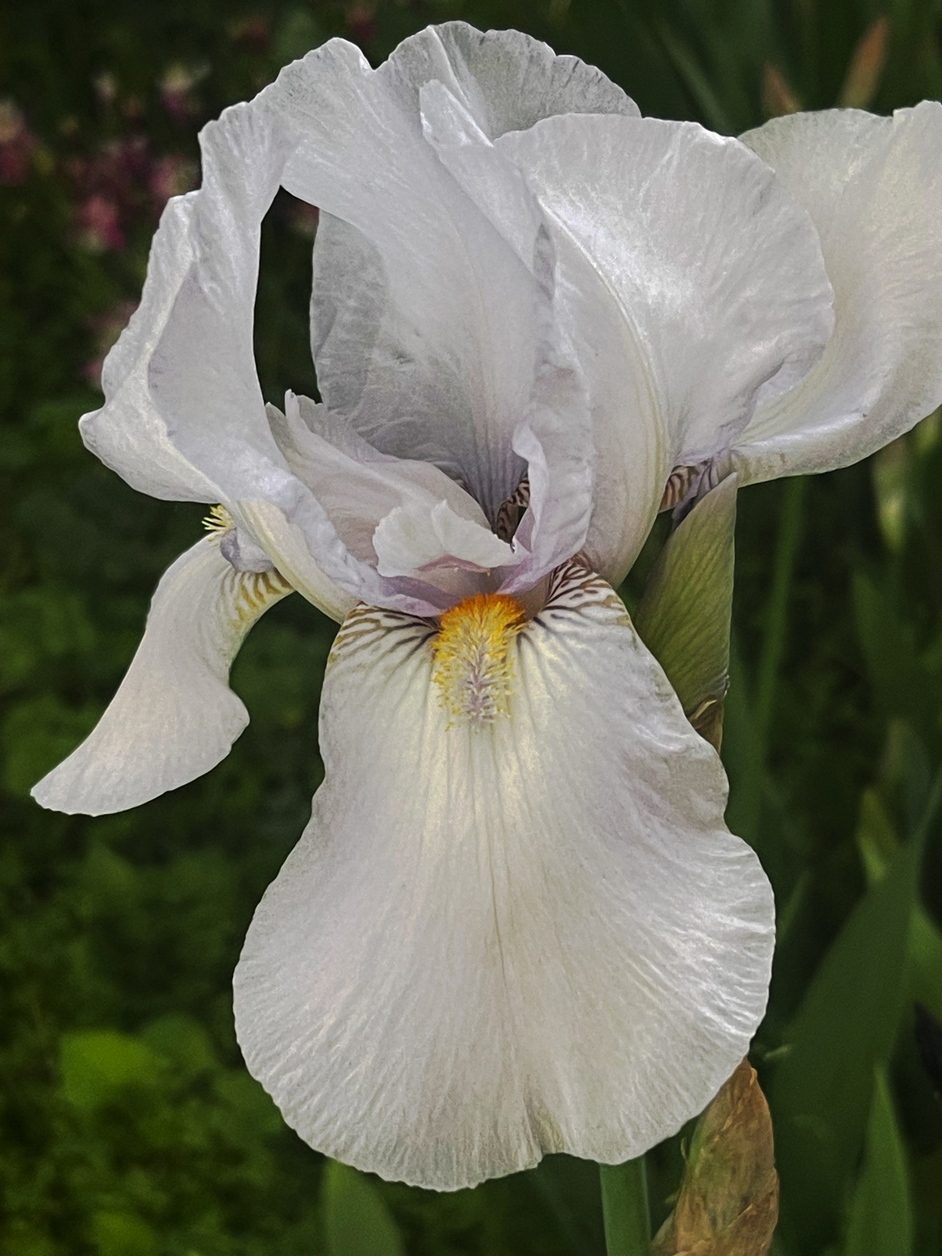 Sumpplante Iris pumila 'Alba' til hagedam