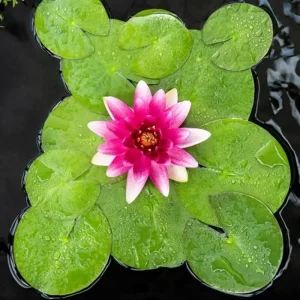 Vannlilje Nymphaea Escarboucle rød blomst