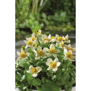 Caltha palustris alba, hvit soleihov med gule pollenbærere og runde grønne blader