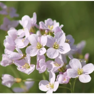 Sumpplante Cardamine pratensis engkarse med lilla blomster i hagedammen