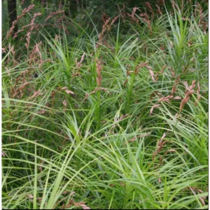 Sumpplante Carex muskingumensis med palmelignende blad i hagedammen
