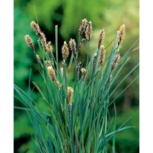 Sumpplante Carex panicea hirsestarr med smale blad i hagedammen