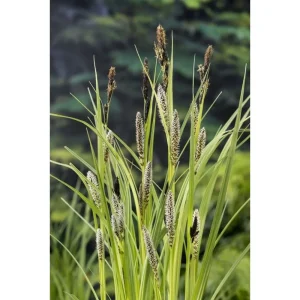 Sumpplante Carex riparia med brede grønne blad i hagedammen