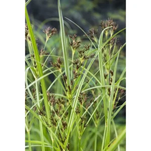 Sumpplante Cyperus longus med stjerneformet bladkrans i hagedammen
