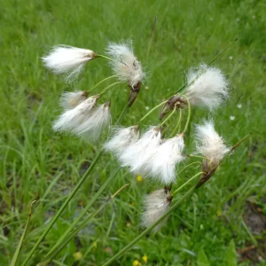 Sumpplante Eriophorum angustifolium med hvite frødotter i hagedammen