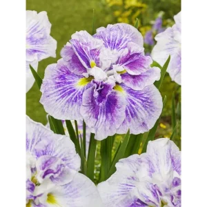 Iris ensata Dinner Plate Cheese Cake med store hvite og lilla kruskete blomster