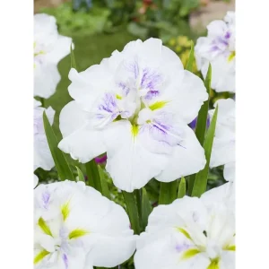 Iris ensata Dinner Plate Cupcake med store hvite blomster med lilla og gule tegninger