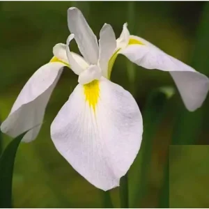 Iris kaempferi White, hvit sumpiris med gul flekk på kronbladene mot grønt løv