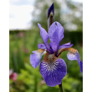 Iris laevigata med blåfiolett blomst og mørke årer, sett mot hagen