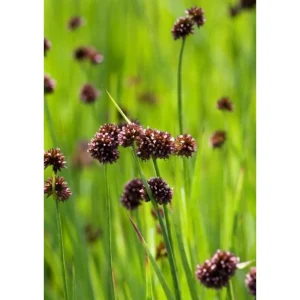 Sumpplante Juncus ensifolius med sverdformede blad i hagedammen