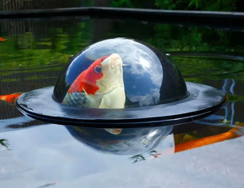 Koi i flytende kule over vannflaten