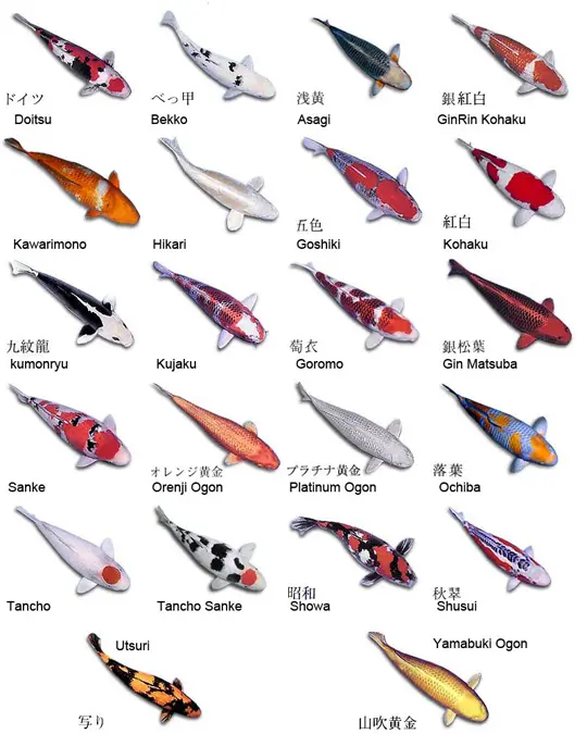 Oversikt over koivarianter med navn, blant annet Kohaku, Sanke, Showa, Asagi og Ogon