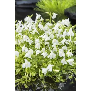 Mazus reptans alba, krypende damkantplante med mange små hvite blomster ved vannet