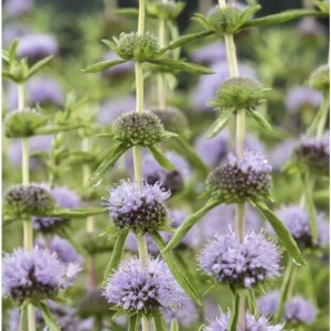 Mentha cervina, vannmynte med runde lilla blomsterhoder i kranser langs stilken