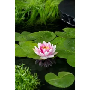 Vannlilje Nymphaea Attraction med rosa blomst og flyteblad