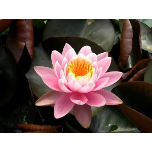 Vannlilje Nymphaea Fabiola med blomst og flyteblad i dammen