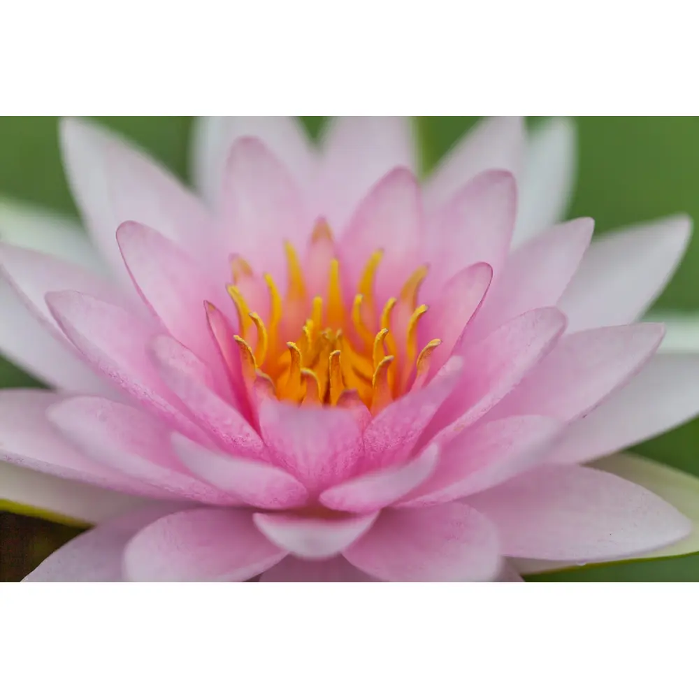 Vannlilje Nymphaea Hollandia sett tett på blomsten i hagedammen