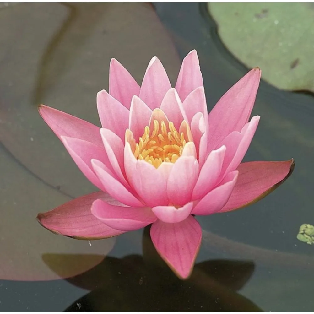 Vannlilje Nymphaea Hollandia med blomst og flyteblad i hagedammen