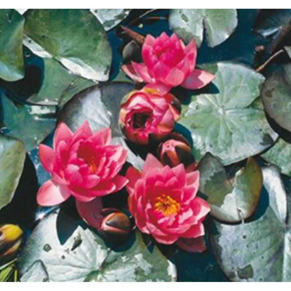 Nymphaea James Brydon med rosenrøde blomster og knopper blant flytende blader