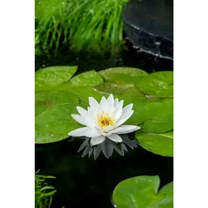 Nymphaea Marliacea Albida vannlilje med hvit blomst blant grønne blader i hagedam
