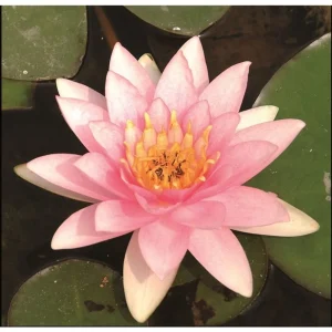 Nymphaea Marliacea Carnea vannlilje med lys rosa blomst mellom store grønne blader