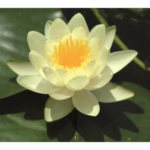 Nymphaea Marliacea Chromatella vannlilje med kremgul, åpen blomst og gule pollenbærere
