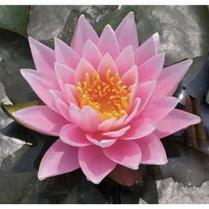 Nymphaea Rose Arey vannlilje med rosa blomst og oransje midte sett ovenfra