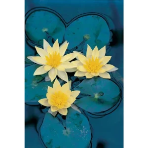 Nymphaea Sulphurea vannlilje med tre lysegule blomster mellom runde blader sett ovenfra