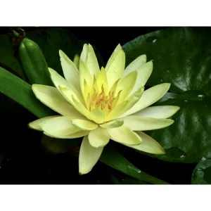 Nymphaea Yellow Sensation vannlilje med lysegul blomst og spisse kronblad mot mørke blader