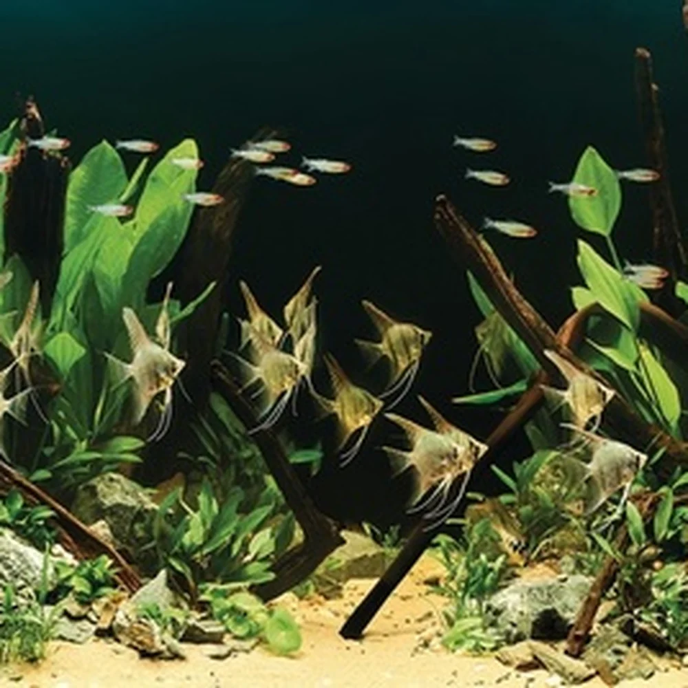 Nærbilde av planter, røtter og fisk i et OASE HighLine 600-akvarium