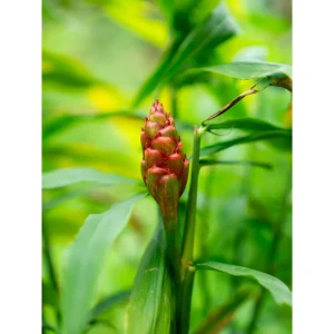 Produktbilde av Sumpplante Persicaria amphibia i studio i hagedammen