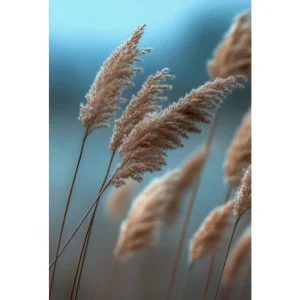 Phragmites australis, takrør med lysebrune fjærlette topper som bøyer seg i vinden