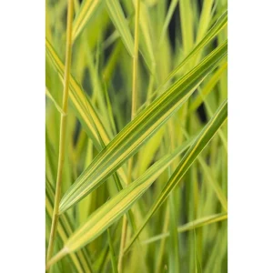 Phragmites australis Variegatus, takrør med gul- og grønnstripete blader tett på