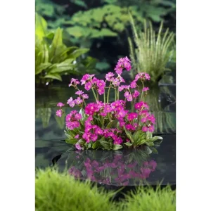 Rosenprimula Primula rosea i blomst ved damkanten i hagedammen