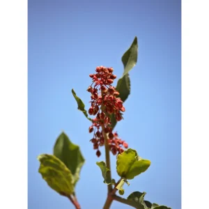 Rumex sauvignea med rødbrune frøstander og grønne blader mot blå himmel