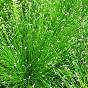 Nålesiv Scirpus cernuus med tynne hengende strå i hagedammen