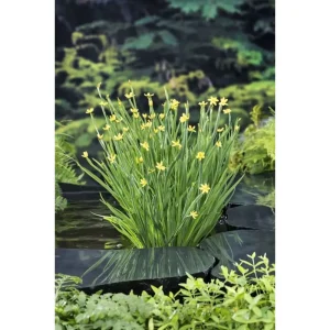 Sisyrinchium californicum med gule stjerneformede blomster vokser ved damkanten mellom heller
