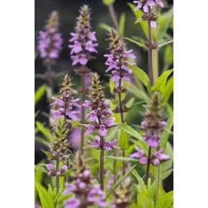 Sumpplante Stachys palustris med lilla blomsteraks i hagedammen