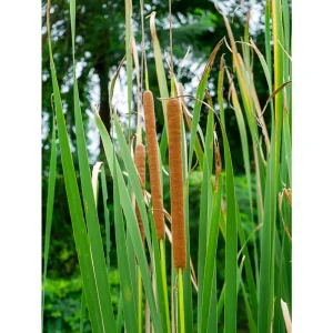Smal dunkjevle Typha angustifolia med slanke kolber i hagedammen
