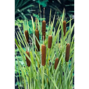 Bred dunkjevle Typha latifolia med brune kolber i hagedammen