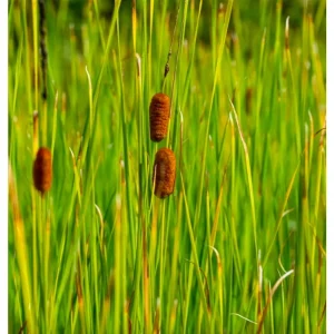 Smal dunkjevle Typha laxmannii med slanke kolber i hagedammen