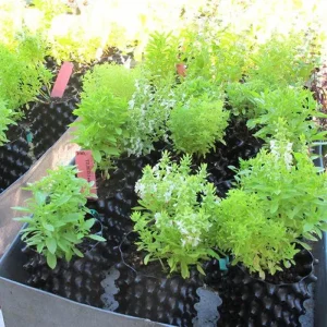 Air-Pot 1 liter plantepotter med unge basilikumplanter i blomst på et gartneribord